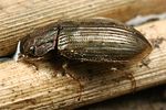 helophorus-grandis5-foto-koehler