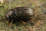 helophorus-granularis-foto-koehler