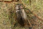 helophorus-granularis2-foto-koehler