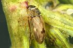 helophorus-minutus-foto-faasen