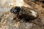 helophorus-minutus-foto-koehler