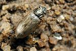 helophorus-minutus2-foto-koehler