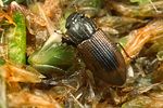 helophorus-nanus2-foto-koehler