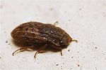 helophorus-nubilus-foto-kozlowski