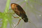 helophorus-obscurus-foto-faasen