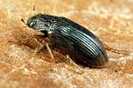 helophorus-obscurus-foto-koehler