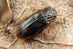 helophorus-obscurus2-foto-koehler