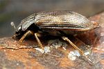 helophorus-obscurus3-foto-koehler