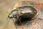 helophorus-obscurus4-foto-koehler