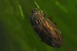 helophorus-strigifrons-foto-faasen