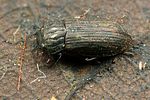 helophorus-strigifrons-foto-koehler