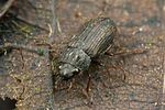 helophorus-strigifrons2-foto-koehler