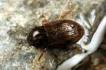 helophorus-strigifrons3-foto-koehler