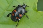 hister-quadrimaculatus2-foto-auer