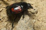 hister-quadrimaculatus2-foto-koehler