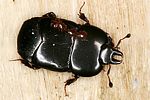 hololepta-plana-foto-dvorak