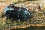 hololepta-plana-foto-gebel