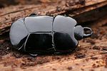 hololepta-plana-foto-kammel