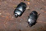 hololepta-plana-foto-koehler