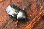 hololepta-plana-foto-kozlowski