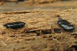 hololepta-plana2-foto-koehler
