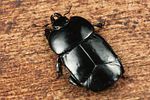hololepta-plana4-foto-koehler
