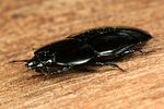 hololepta-plana5-foto-koehler