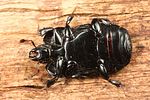 hololepta-plana6-foto-koehler