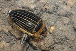 hydaticus-continentalis-foto-faasen