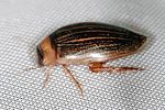 hydaticus-grammicus2-foto-keresztes