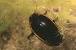 hydaticus-seminiger-foto-faasen