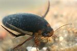 hydaticus-seminiger-foto-vikhrev-foto-vikhrev