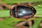 hydaticus-transversalis-foto-keresztes