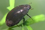 hydrobius-fuscipes-foto-faasen