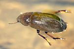 hydrochara-caraboides2-foto-bittner