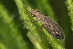 hydrochus-angustatus-foto-faasen