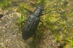 hydrochus-angustatus-foto-koehler