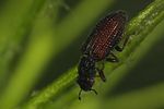 hydrochus-crenatus-foto-faasen