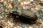 hydrochus-crenatus2-foto-koehler