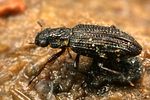 hydrochus-crenatus3-foto-koehler