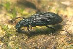 hydrochus-elongatus-foto-koehler