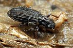 hydrochus-ignicollis-foto-koehler