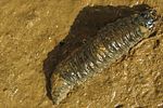 hydrophilus-piceus-larva-foto-koehler