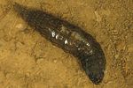 hydrophilus-piceus-larva2-foto-koehler