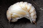 hydrophilus-piceus-puppe3-foto-knust