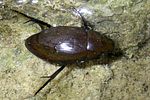 hydrophilus-pistaceus-foto-martinez