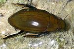 hydrophilus-pistaceus3-foto-martinez