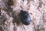 hypocaccus-rugiceps-foto-kozlowski