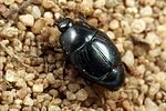 hypocaccus-rugifrons-foto-koehler