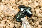 hypocaccus-rugifrons-start-foto-koehler